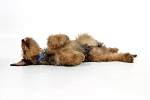 Briards: Dog - Puppy (Briard) on back with legs in air