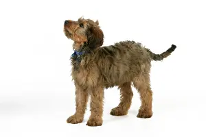 Tags: Dog - Puppy (Briard) with name tag on collar