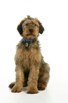 Tags: Dog - Puppy (Briard) with name tag on collar