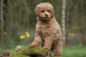 Cavapoo: DOG, PUPPY, CAVAPOO, 14 WEEKS OLD, CUTE, STANDING ON