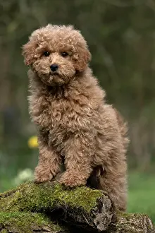 Cavapoo: DOG, PUPPY, CAVAPOO, 14 WEEKS OLD, CUTE, STANDING ON