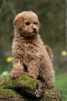 Cavapoo: DOG, PUPPY, CAVAPOO, 14 WEEKS OLD, CUTE, STANDING ON