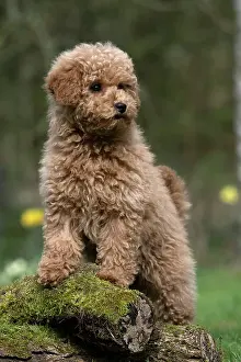 Cavapoo: DOG, PUPPY, CAVAPOO, 14 WEEKS OLD, CUTE, STANDING ON
