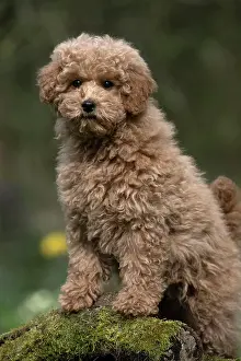 Cavapoo: DOG, PUPPY, CAVAPOO, 14 WEEKS OLD, CUTE, STANDING ON