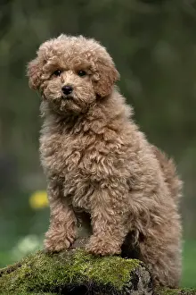 Cavapoo: DOG, PUPPY, CAVAPOO, 14 WEEKS OLD, CUTE, STANDING ON