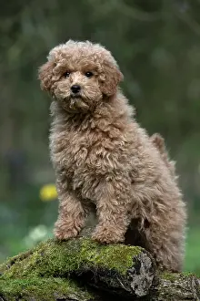 Cavapoo: DOG, PUPPY, CAVAPOO, 14 WEEKS OLD, CUTE, STANDING ON