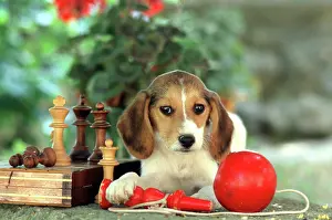 Chess: Dog - Puppy and chess set and red ball toy