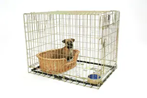 Crate: Dog. Puppy in its crate