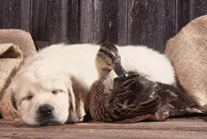 Duckling: DOG - PUPPY & DUCKLING