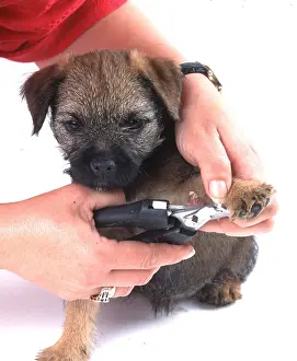 Obedience: Dog - puppy having claws clipped
