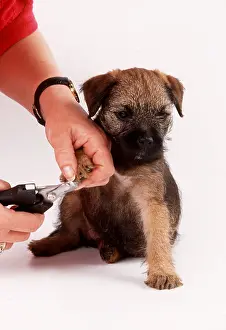 Obedience: DOG - puppy having claws clipped