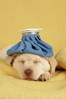 Compress: Dog - puppy with ice pack / cold compress on head
