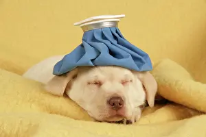 Compress: Dog - puppy with ice pack / cold compress on head