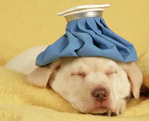Compress: Dog - puppy with ice pack / cold compress on head