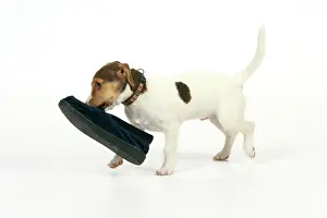 Shoes: Dog - Puppy (Jack Russell) carrying shoe in mouth