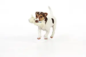 Chew: Dog - Puppy (Jack Russell) carrying a soft toy in mouth