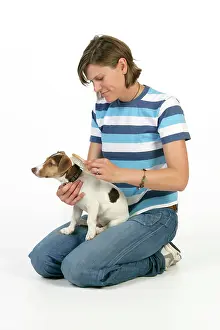 Brushed: Dog - Puppy (Jack Russell) having coat brushed