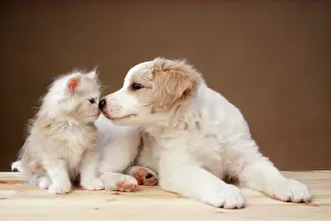 Touching: DOG - puppy and kitten, touching noses
