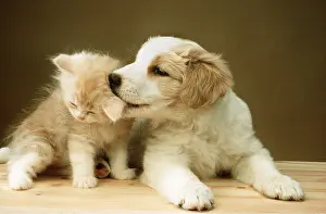 Licks: DOG - Puppy licks kitten's ear