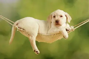 Hammocks: Dog - puppy lying in hammock