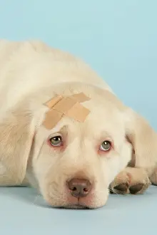 Plaster: Dog - puppy with a plaster on head
