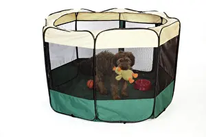 Briard: DOG. puppy in play pen, ( Briard )