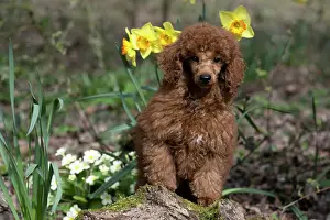 Poodles: DOG, PUPPY, POODLE, 14 WEEKS OLD, CUTE, ON A MOSSY LOG, IN