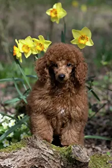 Poodles: DOG, PUPPY, POODLE, 14 WEEKS OLD, CUTE, ON A MOSSY LOG, IN