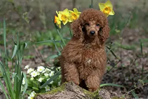 Poodles: DOG, PUPPY, POODLE, 14 WEEKS OLD, CUTE, ON A MOSSY LOG, IN