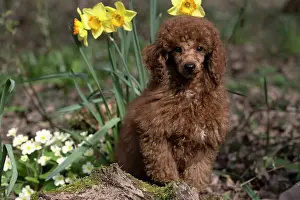 Poodles: DOG, PUPPY, POODLE, 14 WEEKS OLD, CUTE, ON A MOSSY LOG, IN