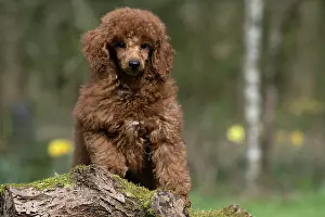Poodles: DOG, PUPPY, POODLE, 14 WEEKS OLD, CUTE, ON A MOSSY LOG, IN