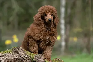Poodles: DOG, PUPPY, POODLE, 14 WEEKS OLD, CUTE, ON A MOSSY LOG, IN