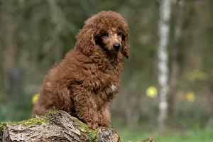 Poodles: DOG, PUPPY, POODLE, 14 WEEKS OLD, CUTE, ON A MOSSY LOG, IN