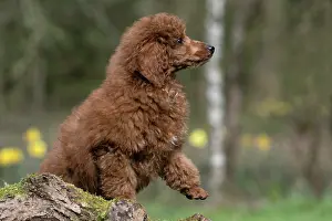 Poodles: DOG, PUPPY, POODLE, 14 WEEKS OLD, CUTE, ON A MOSSY LOG, IN