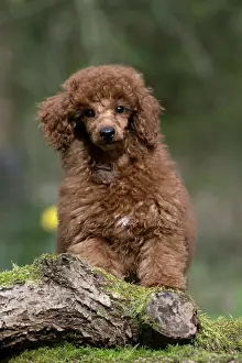 Poodles: DOG, PUPPY, POODLE, 14 WEEKS OLD, CUTE, ON A MOSSY LOG, IN