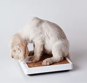 Weight: DOG - PUPPY- sitting on scales
