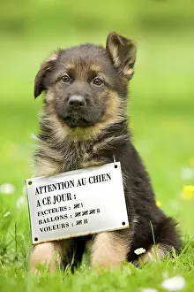 Rewards: Dog - puppy sitting with sign around neck dog of the day