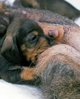 Teets: Dog - puppy suckling