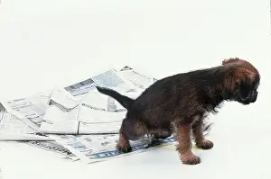 Training: DOG - puppy urinates on newspaper