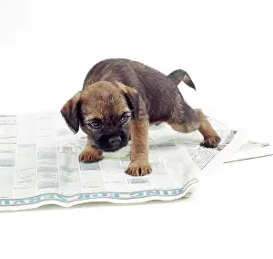 Toilet: DOG - Puppy urinating on newspaper