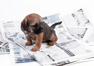 Training: DOG - puppy urinating on newspaper