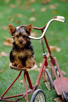 Bicycles: Dog