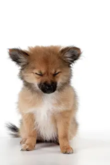 Pomchi: Dog Puppy X breed Pomeranian X Chihuahua