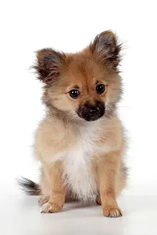 Pomchi: Dog Puppy X breed Pomeranian X Chihuahua