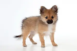 Pomchi: Dog Puppy X breed Pomeranian X Chihuahua