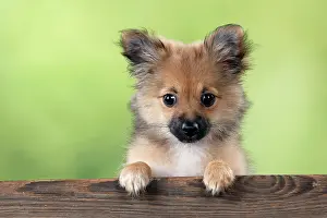 Pomchi: Dog Puppy X breed Pomeranian X Chihuahua