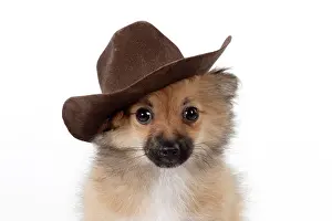 Designer: DOG Puppy X breed Pomeranian X Chihuahua