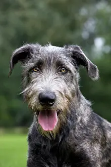 Bred: Dog - pure bred young Irish Wolfhound (+/- 5 months