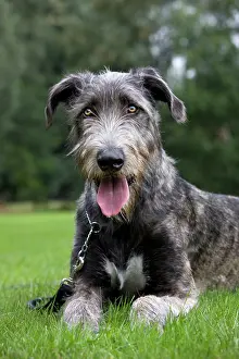 Bred: Dog - pure bred young Irish Wolfhound (+/- 5 months