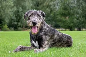 Bred: Dog - pure bred young Irish Wolfhound (+/- 5 months